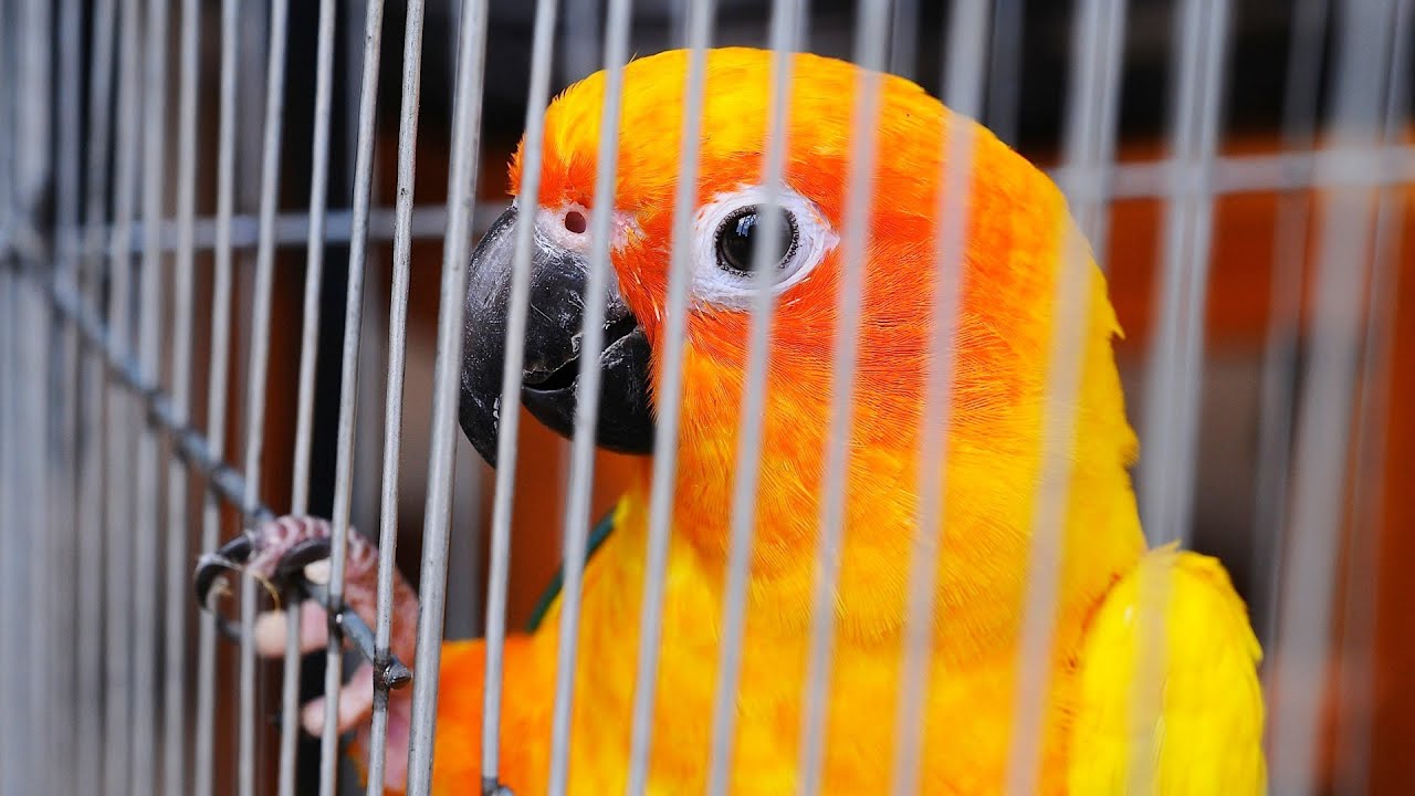 Yellow and orange parrot in its cage