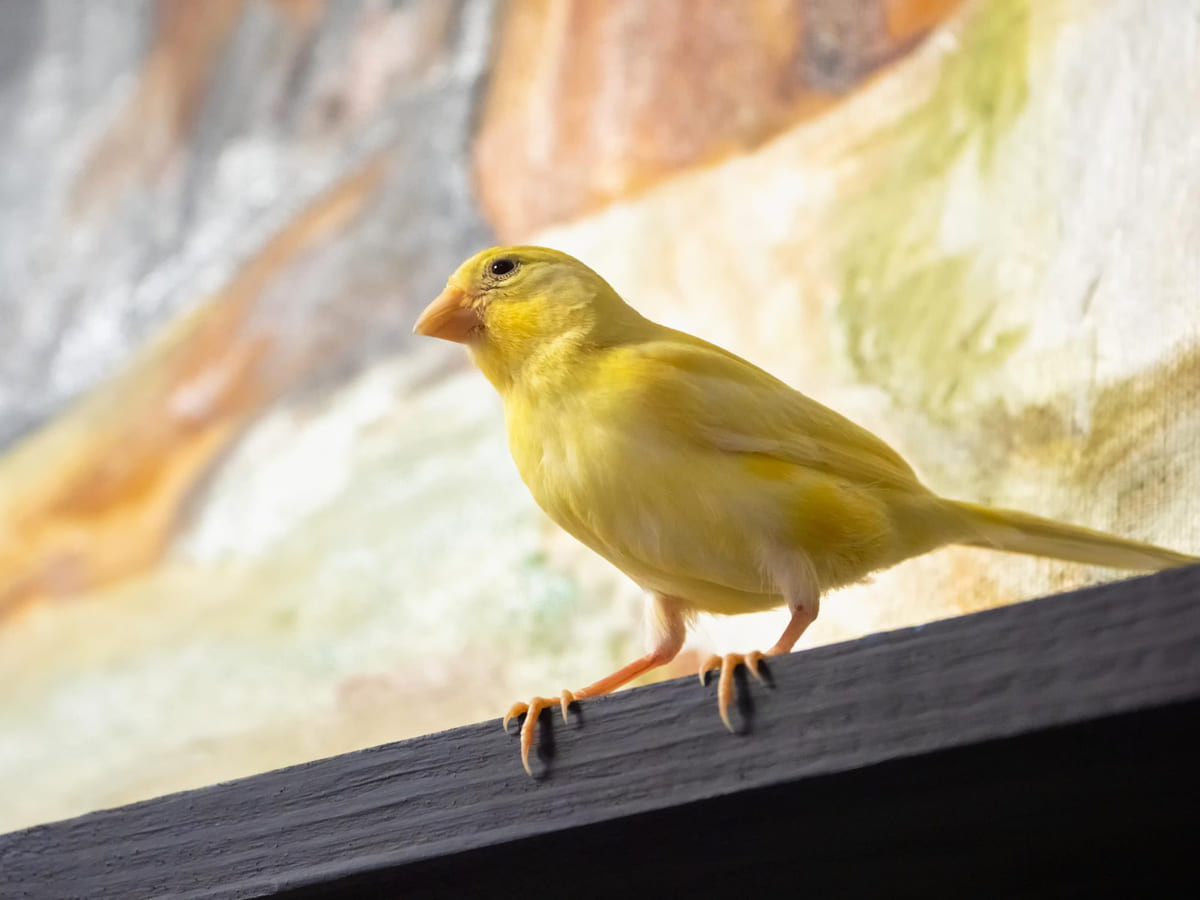 Yellow canary standing on a shelf