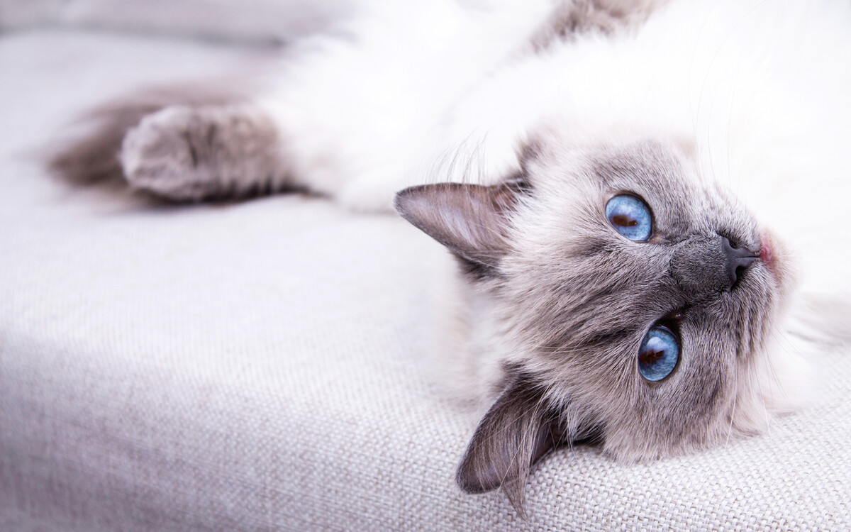 A Ragdoll cat with striking blue eyes