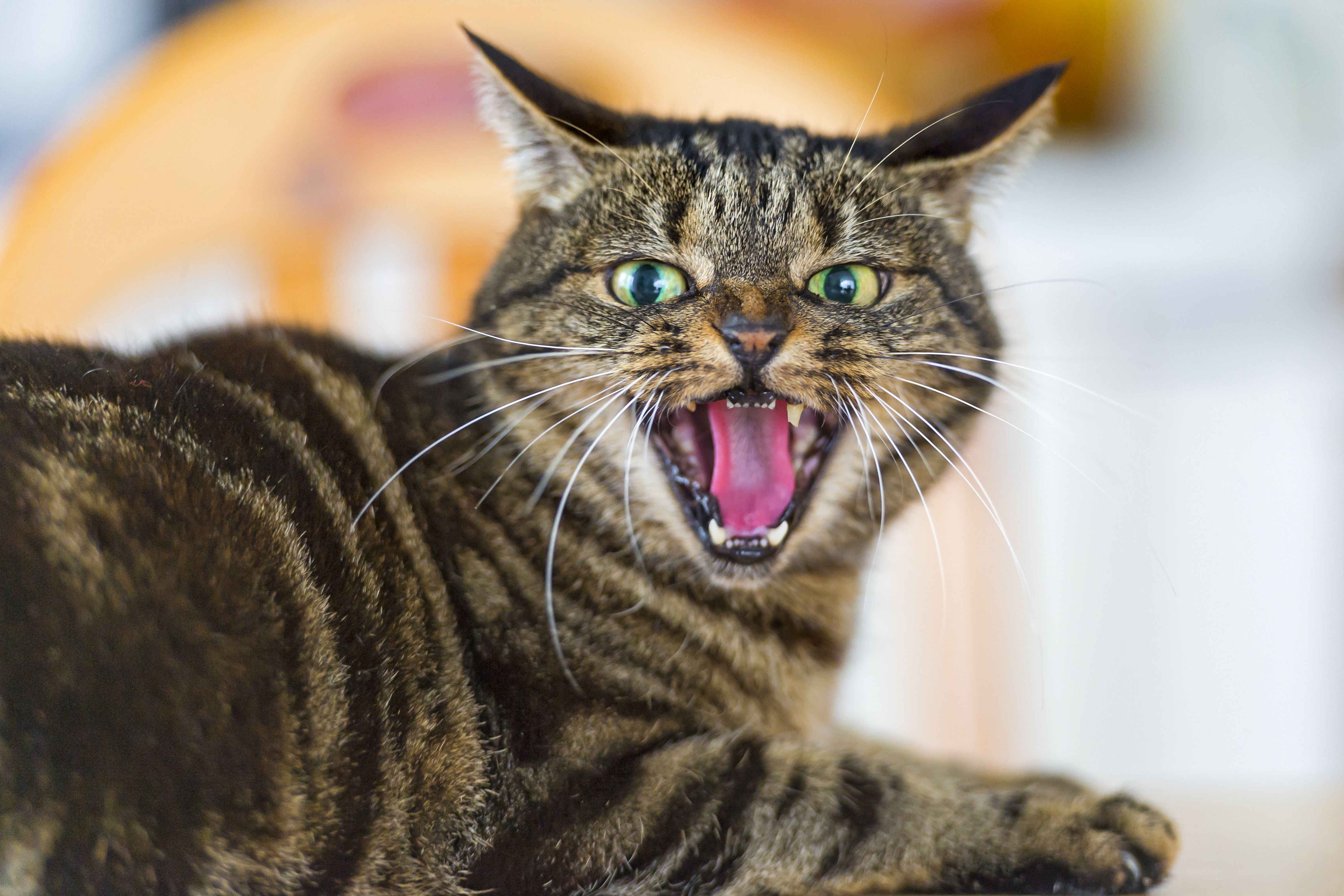 sinirli kedi