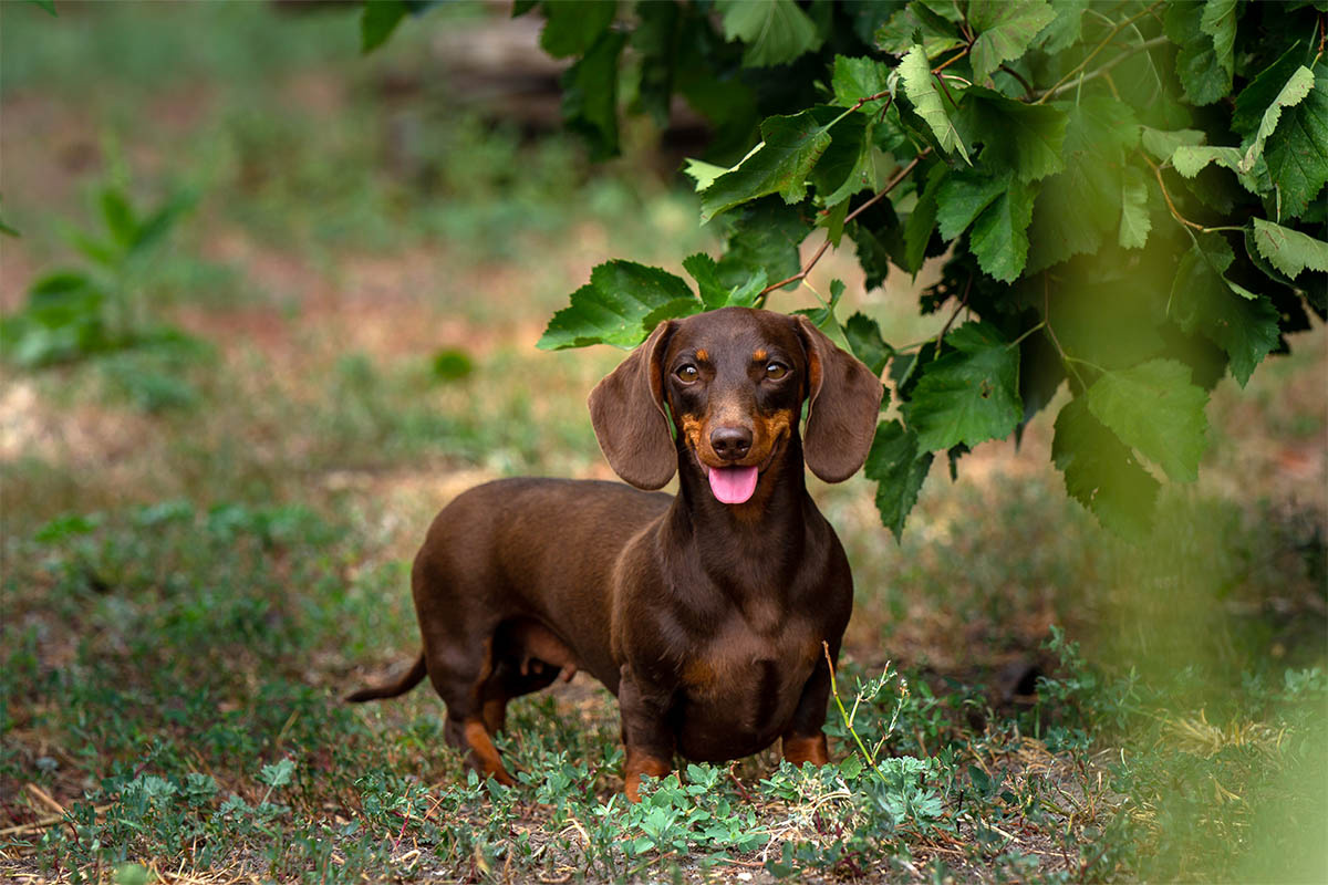 Sausage dog standing under a tree with its tongue sticking out