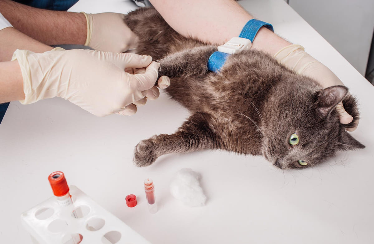 Cat with blood drawn for analysis