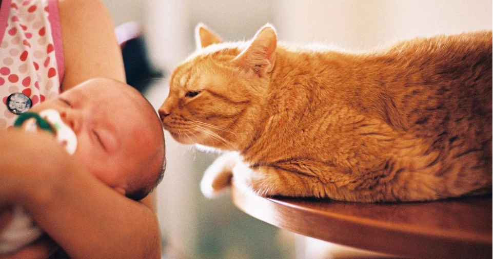 Cat sniffing a baby