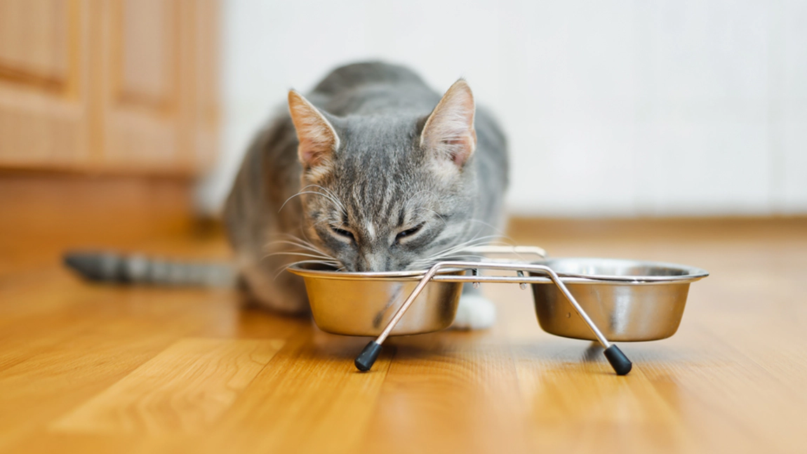 Gray-furred cat eating food