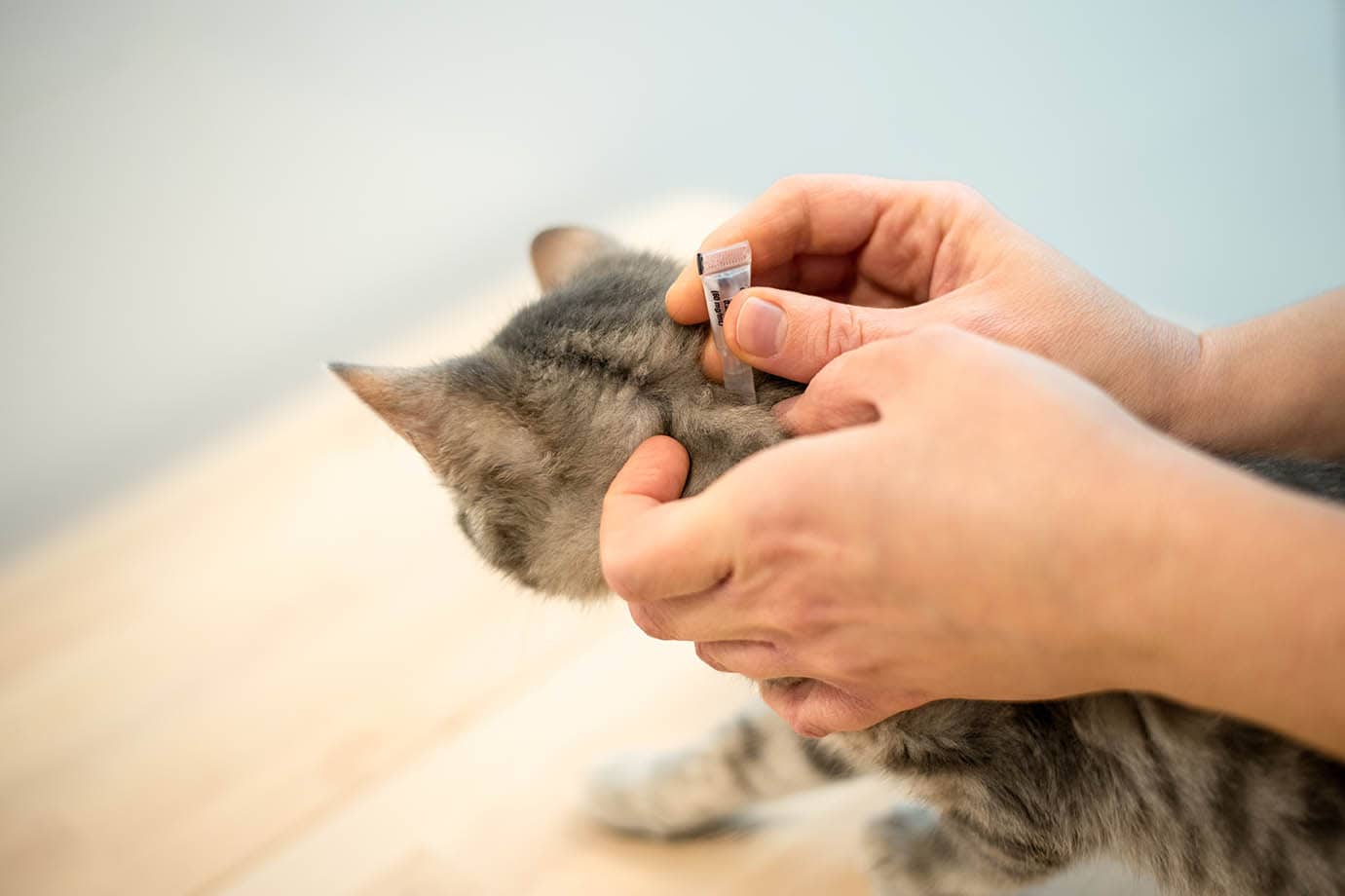 Flea drops applied to kitten
