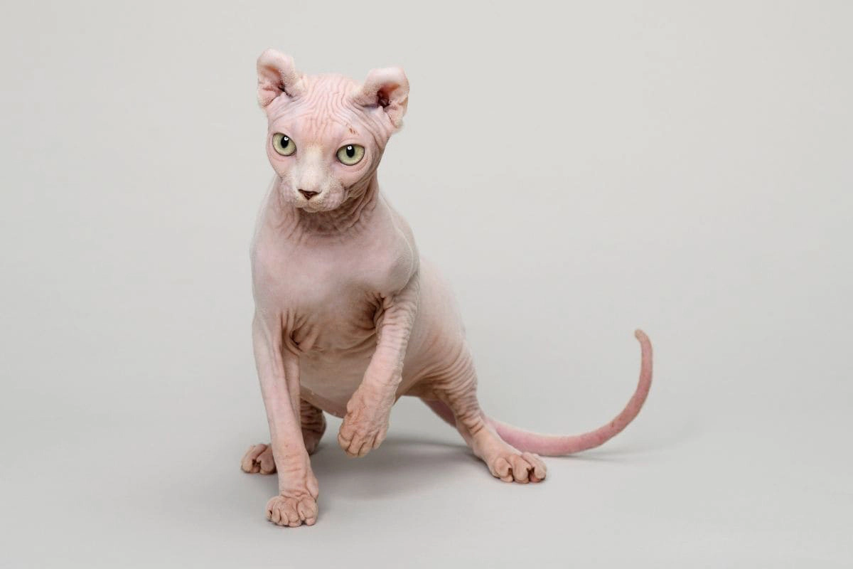 Hairless cat staring intently