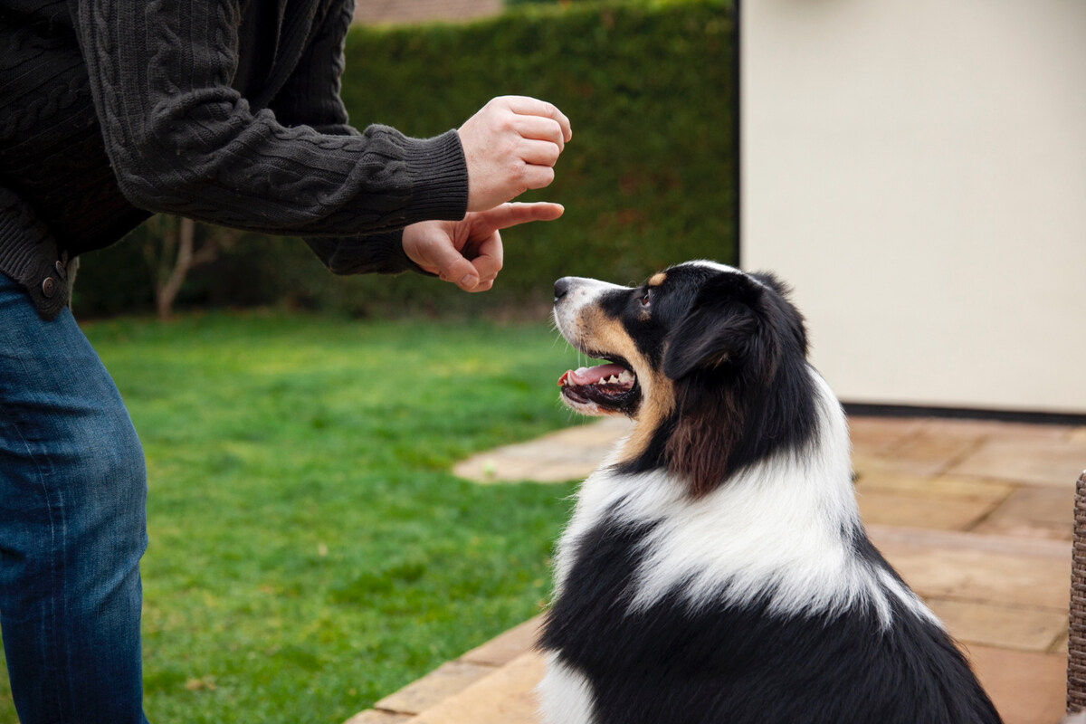 Bernese Mountain Dog being trained