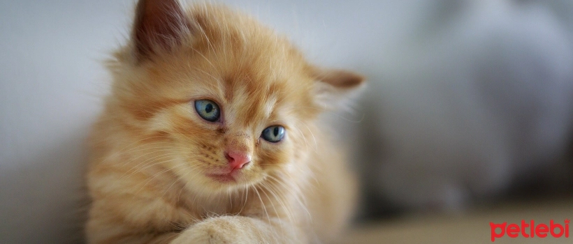 Why Does Urination Frequency Increase in Cats?