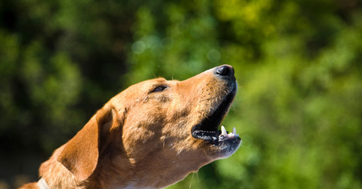 brown dog howling in a grassy area