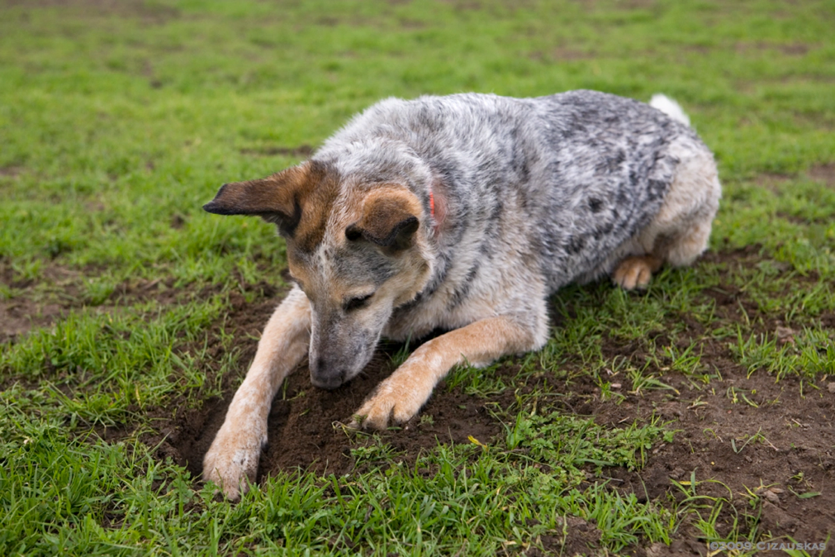 dog digging