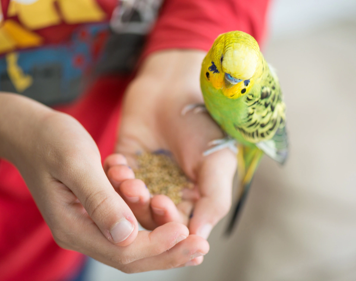 Budgie with yellow-green feathers held in hand