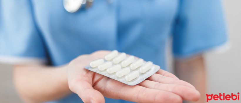 Precautions to Take When Using Antibiotics in Dogs