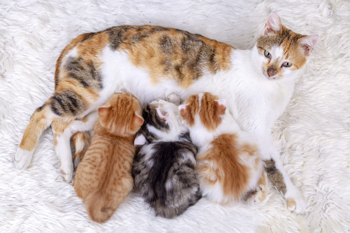 Mother cat nursing her kittens