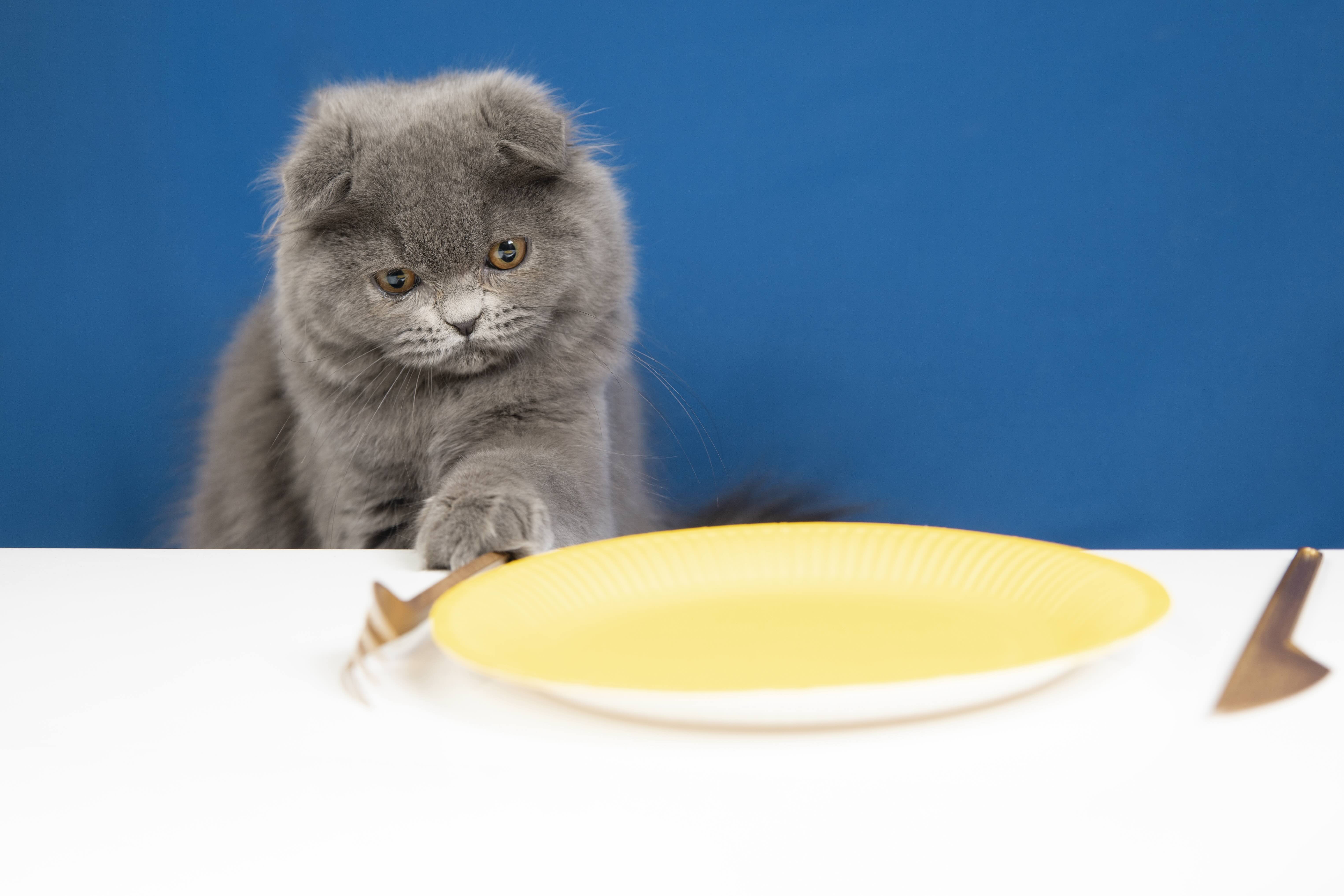 Cat reaching for the plate