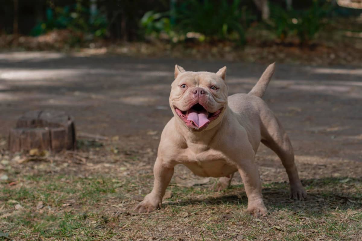 American Bully dog standing on the road