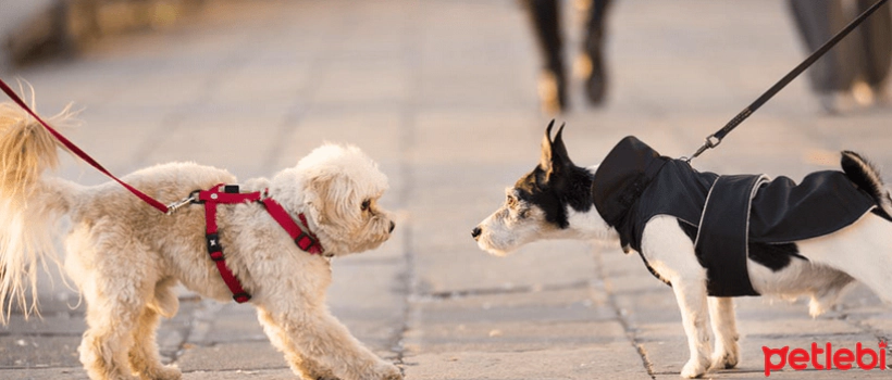 What Should You Do If Your Dog Isn't Socializing with Other Dogs?