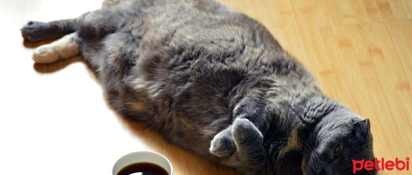 What Should the Ideal Weight Be for Cats?