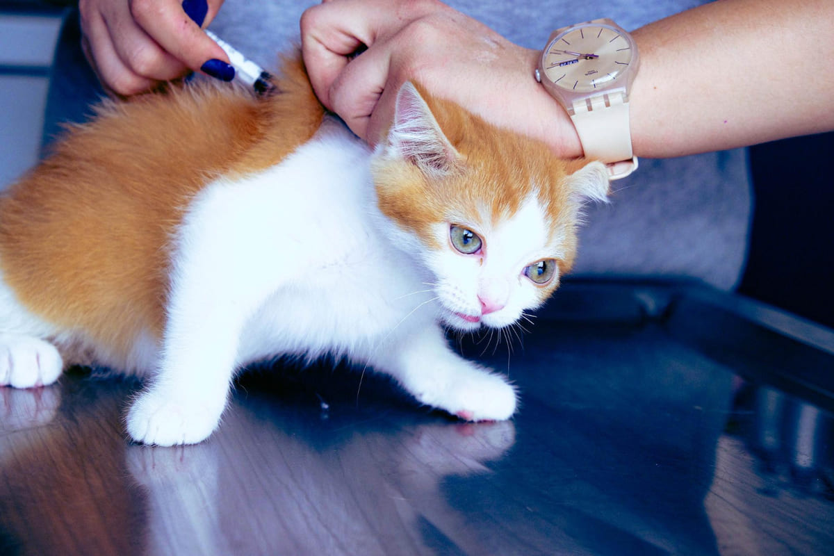 A vaccinated kitten