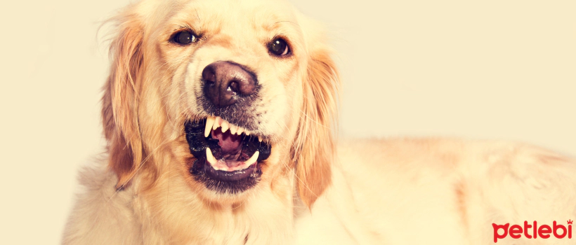 Do Dogs Have Panic Attacks?