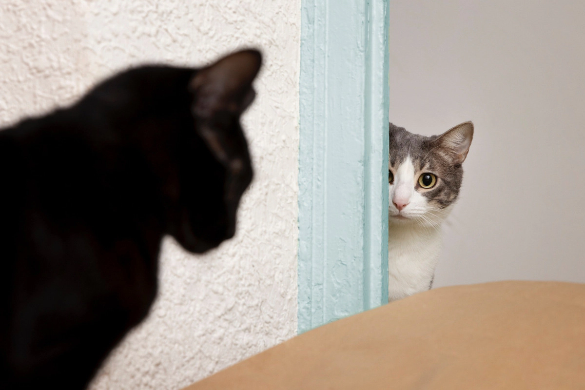 A tabby cat looking at another cat in the house from the edge of the door