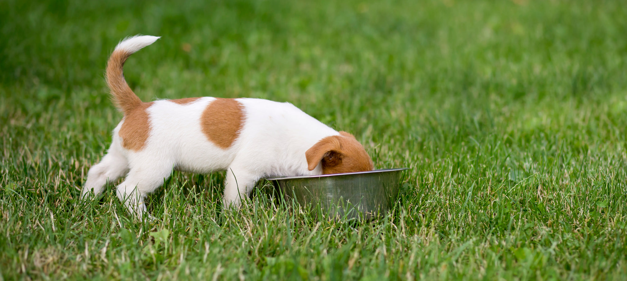 Puppy about to enter the food bowl