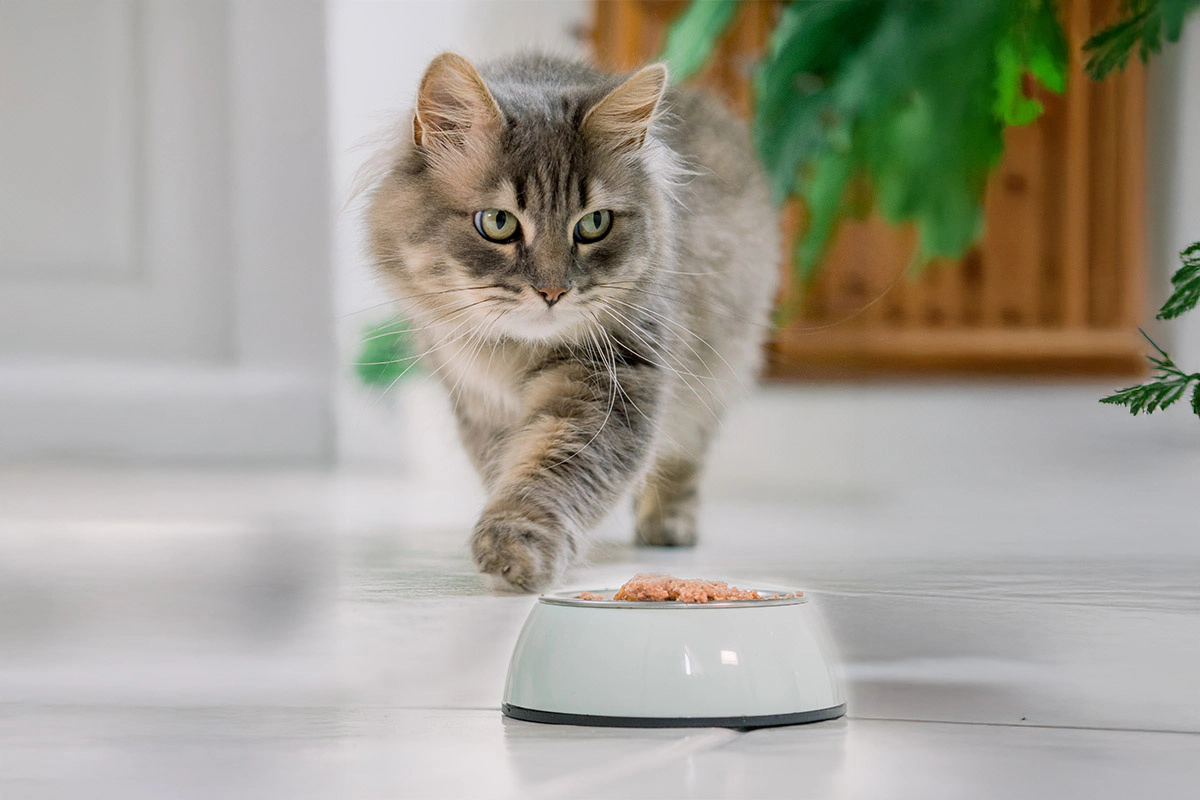 Long-haired tabby cat approaching its food bowl