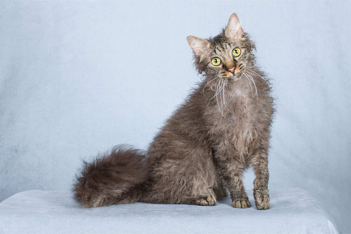 Permed-haired cat looking with its neck tilted