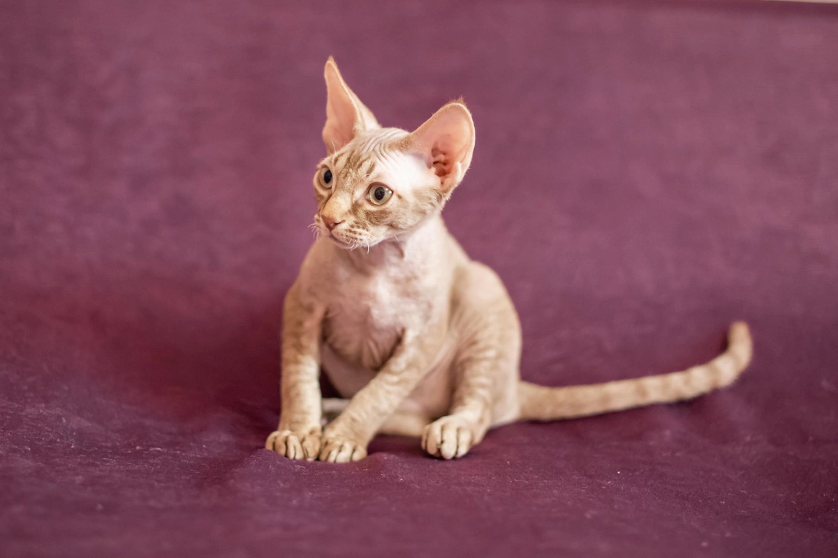 Yellow and white furred Devon Rex cat