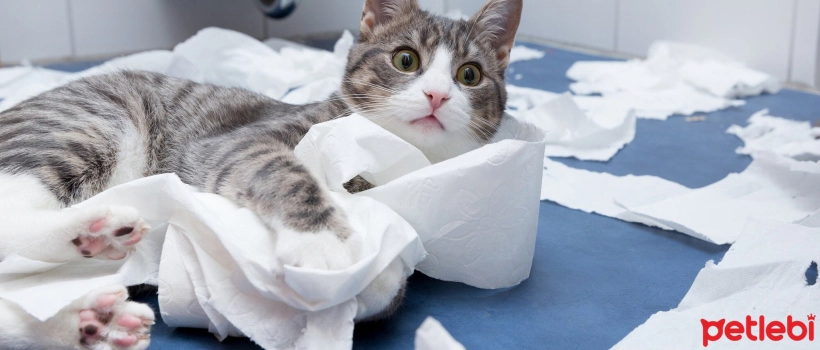 Why Does My Cat Eat Paper?