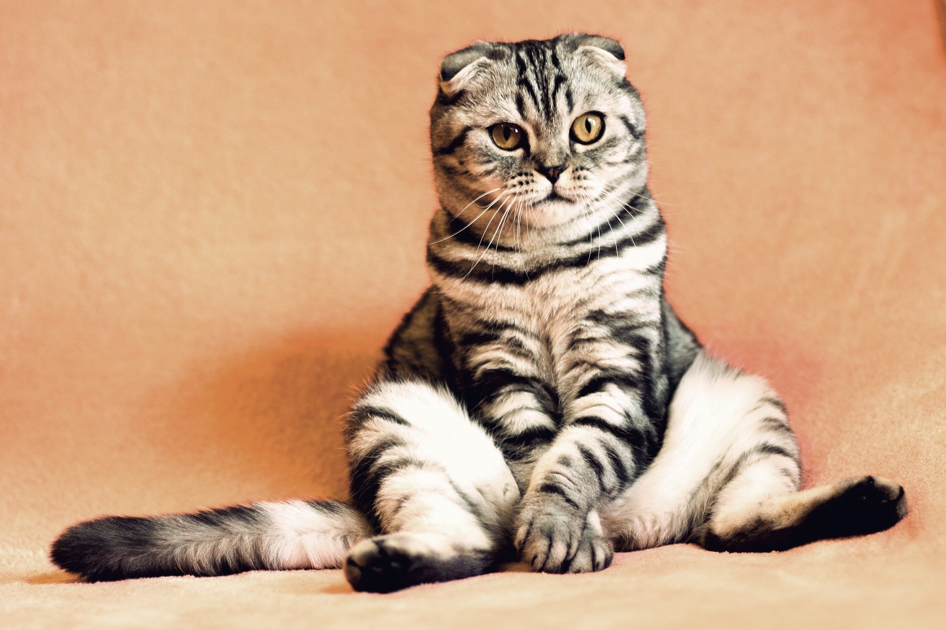 A small-eared cat sitting
