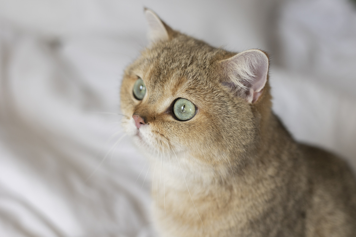Munchkin cat with caramel-colored fur
