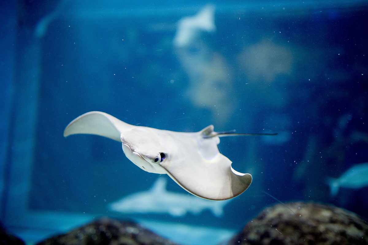 Stingray swimming in the sea