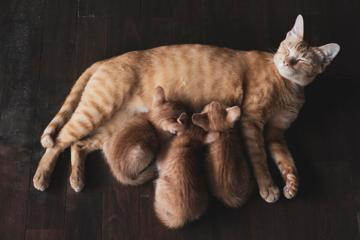 Mother cat nursing her kittens