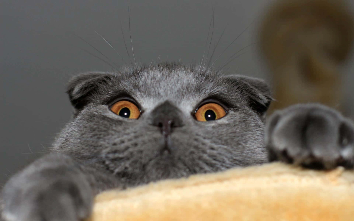 Scottish Fold with amber eyes