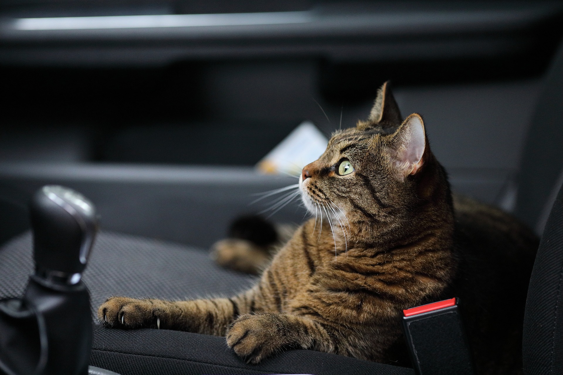 Tabby cat sitting in the front seat