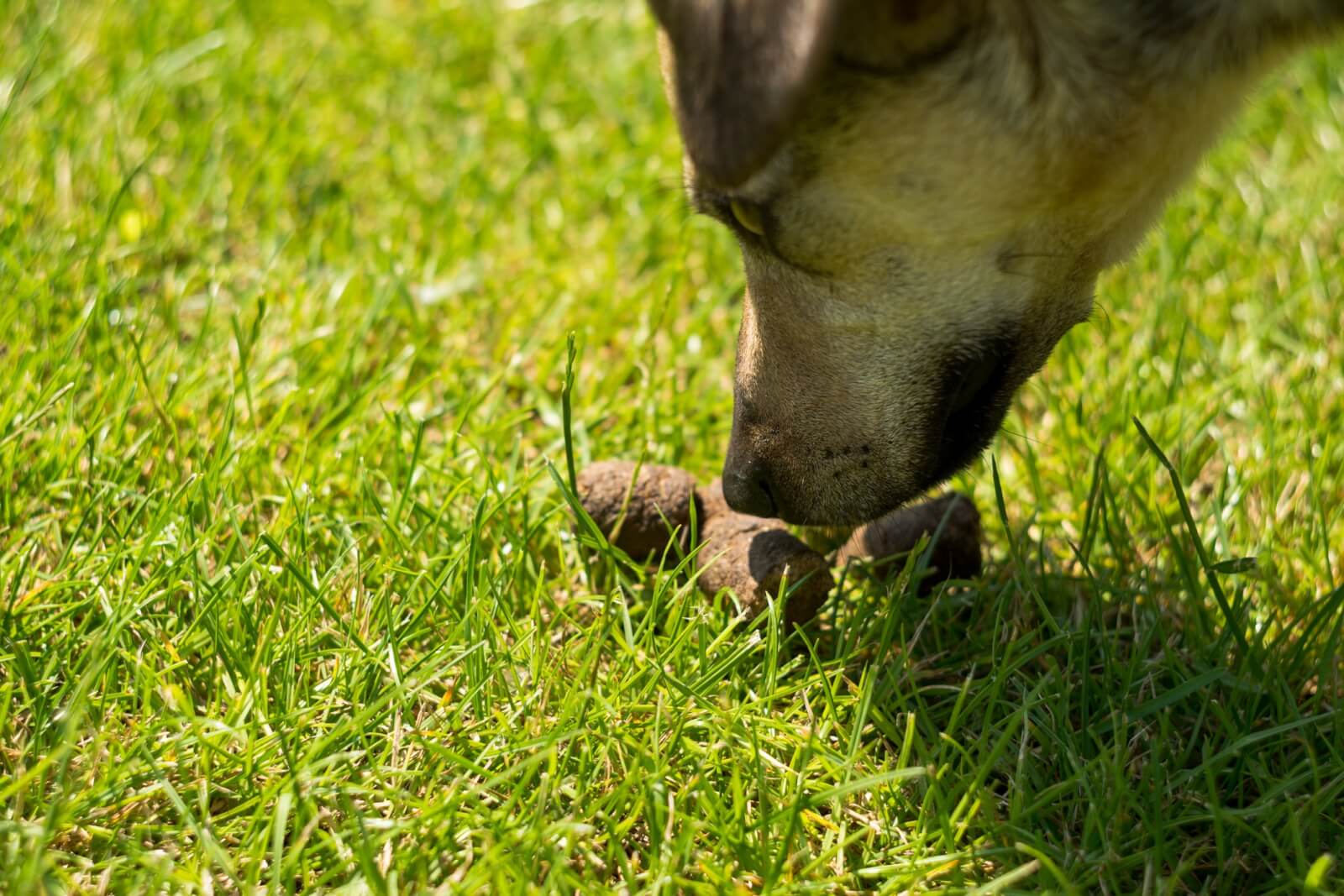 Dog sniffing poop in the grass
