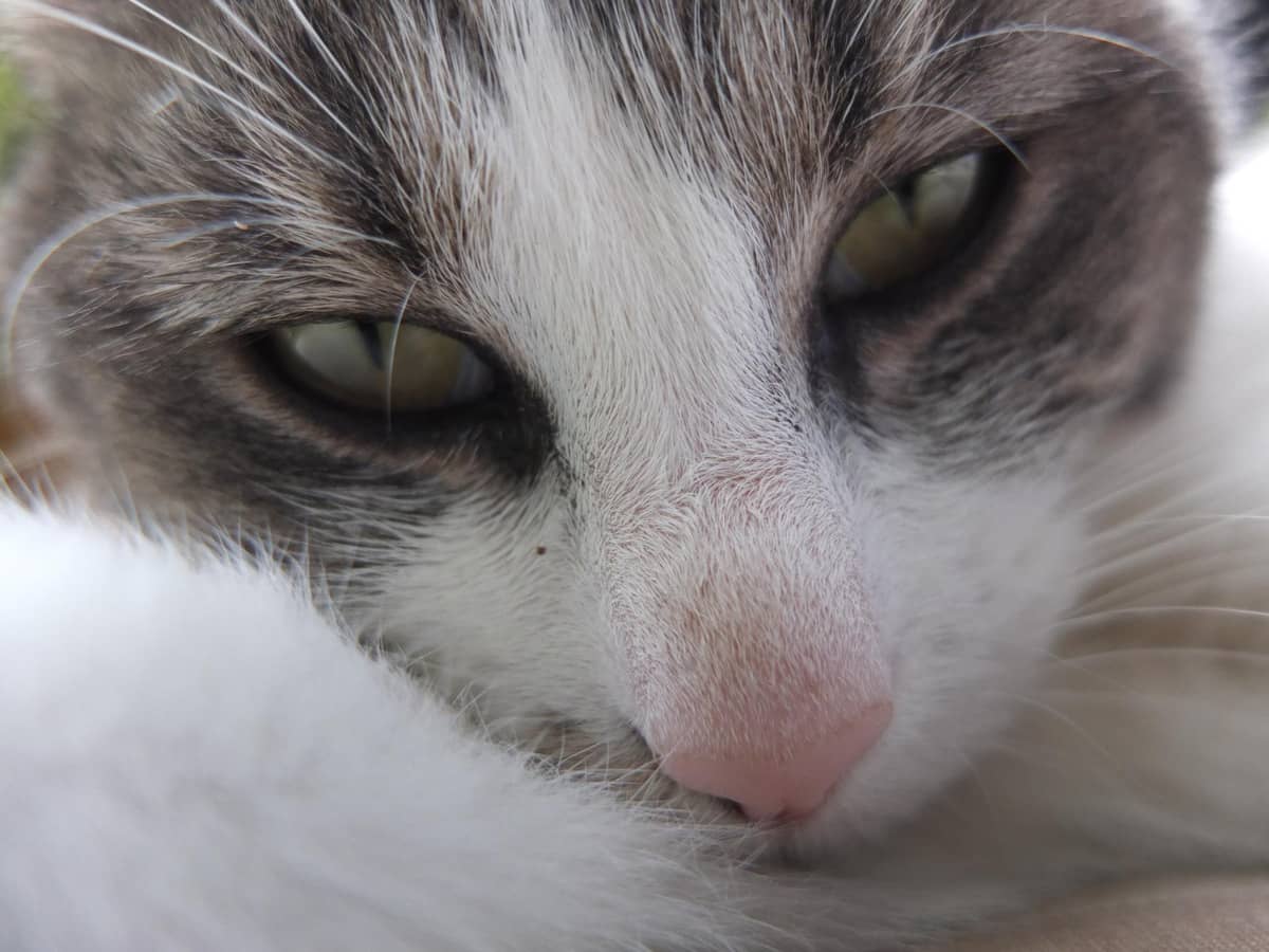 A cat lying listlessly