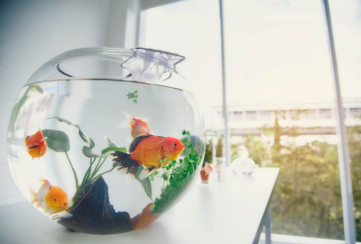 A peaceful environment with a bowl
