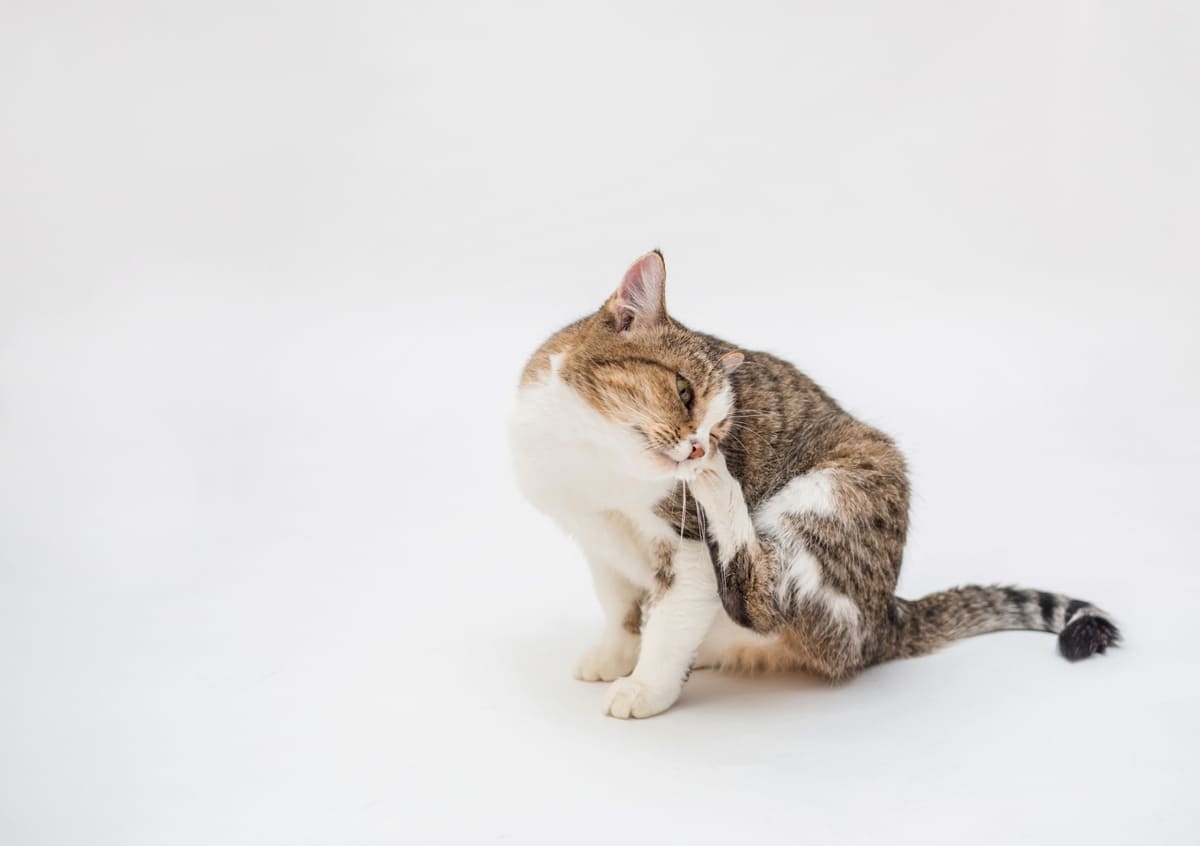 A tabby cat sitting and avoiding the white background