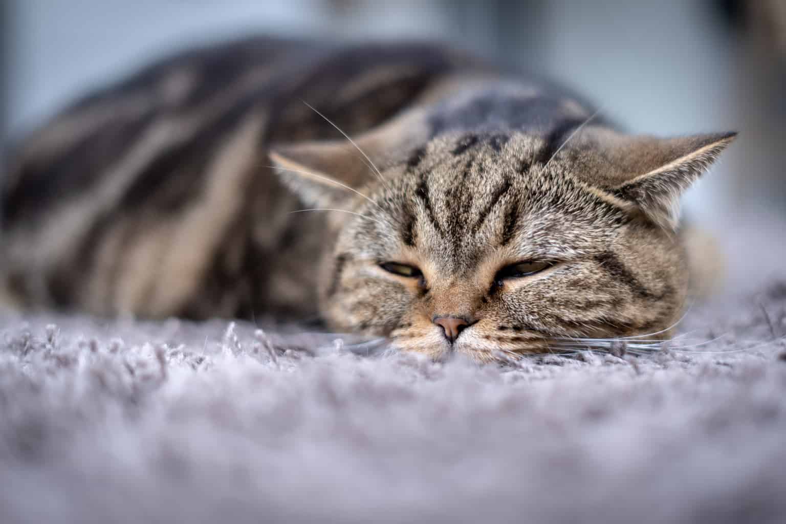 A tabby cat lying down