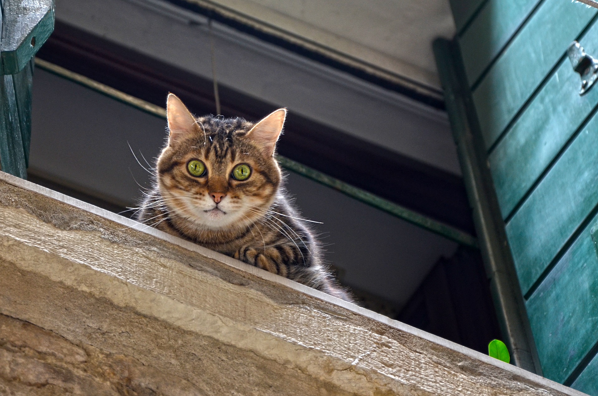 Why do cats like high places?