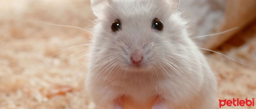 Symptoms and Treatment of Wet Tail Disease in Hamsters