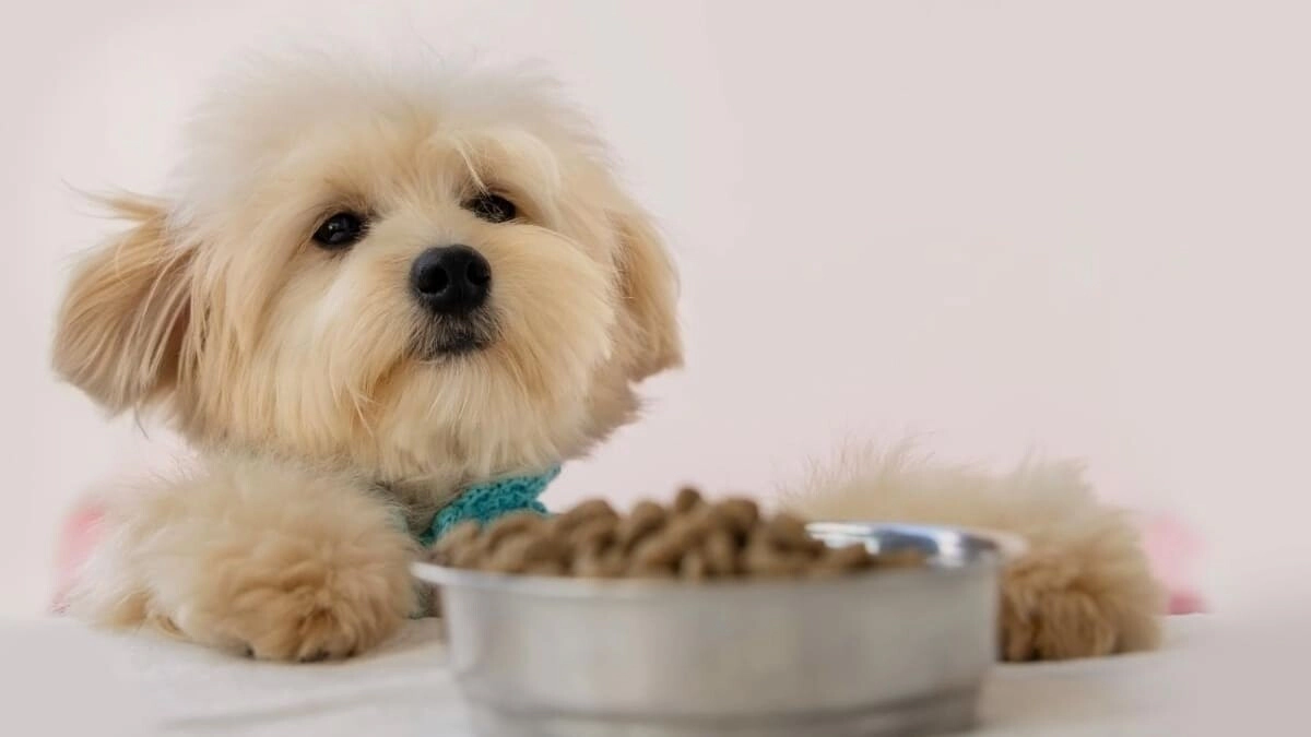 What are Grain-Free Dog Foods? Things You Should Know