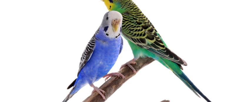 Causes, Symptoms, Diagnosis and Treatment of Diarrhea in Budgies