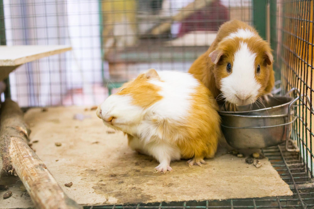 Two guinea pigs in the same cage