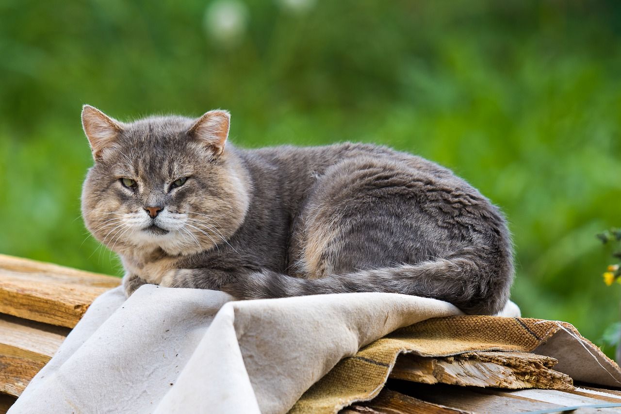 Cat sitting on a kennel