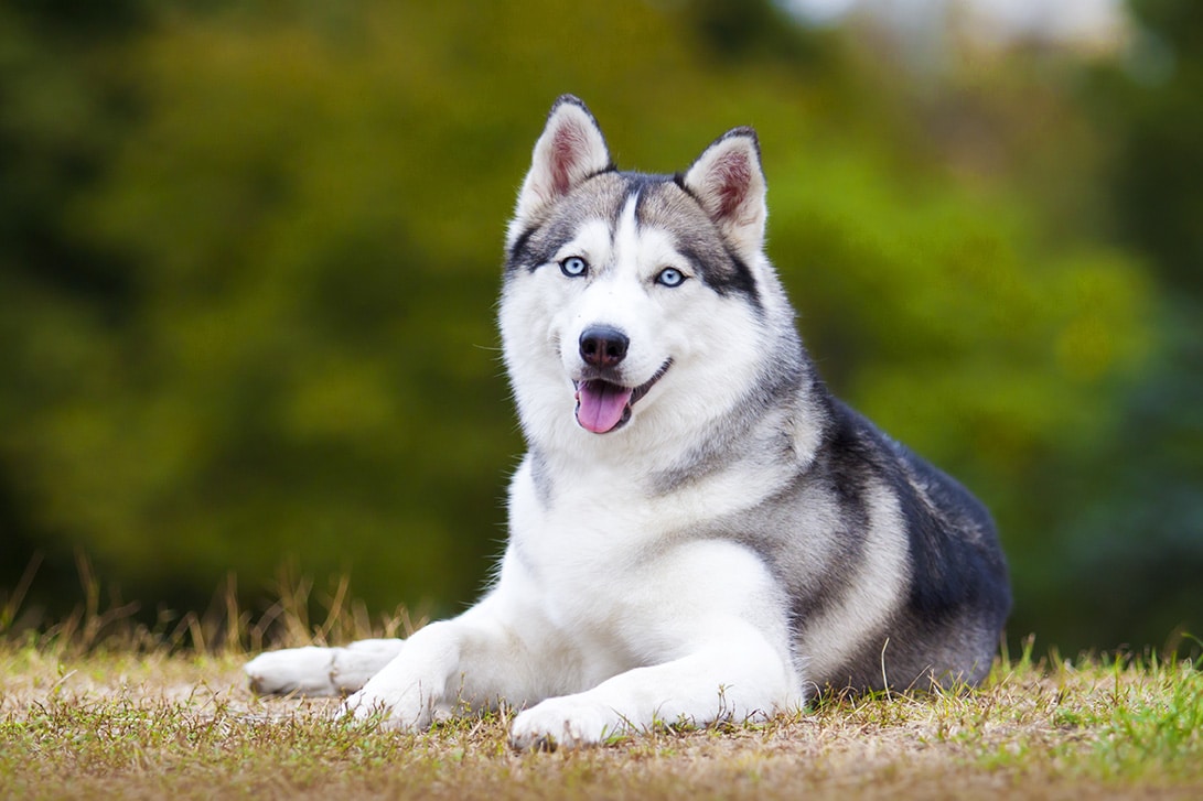 Blue-eyed gray dog ​​lying on the ground