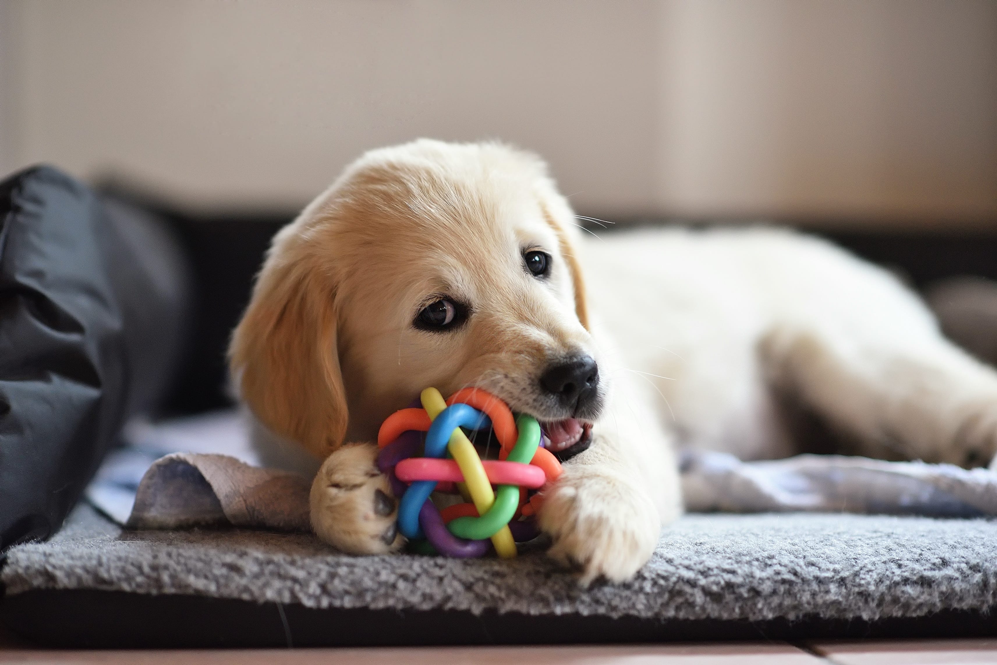 Puppy teething with its toy