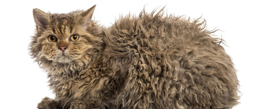 Selkirk Rex Cat Characteristics, Care and Feeding