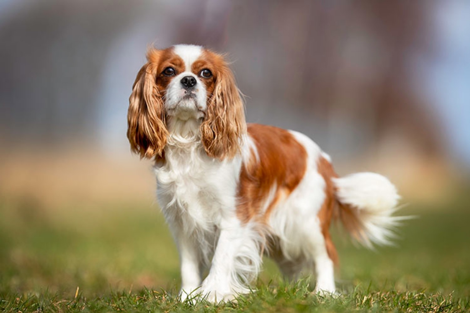 Brown and white Cavalier King Charles Spaniel standing on the grass